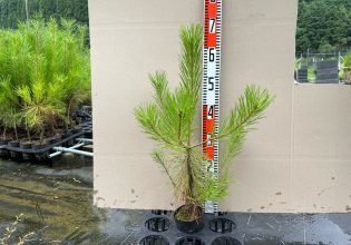 抵抗性アカマツ | 鳥取県山林樹苗協同組合