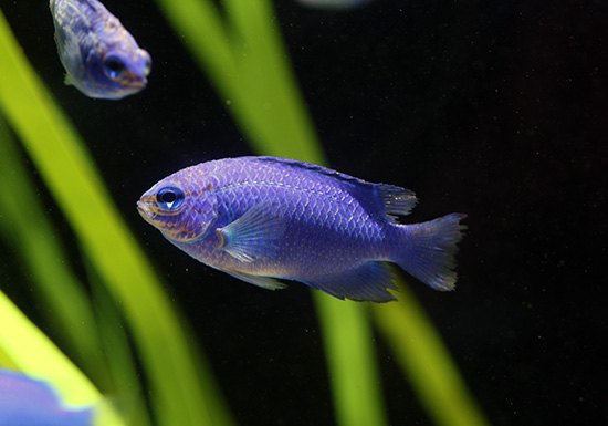 ルリスズメダイ－水族館の生き物たち情報：サンゴ礁の海－【公式