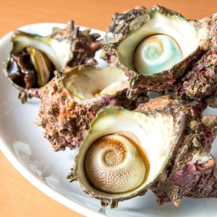 楽天市場】サザエ 活き 天然 活さざえ 2kg［14-20個入］鳥取県 海の幸