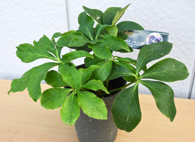 楽天市場】クリスマスローズ 開花株予定開花2026年クリスマスローズ