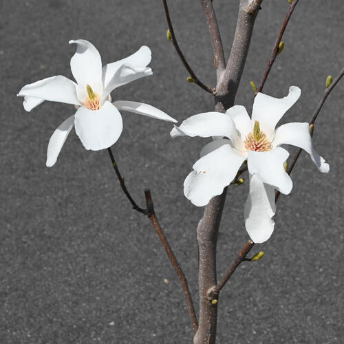 楽天市場】2026年3月から4月頃開花 鉢植え 白木蓮スノーホワイト