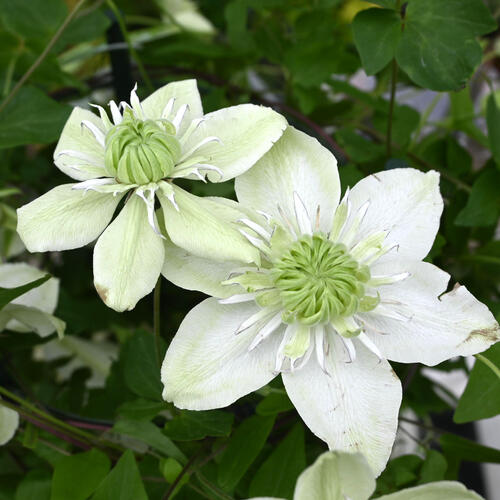 クレマチス苗」の人気商品一覧 | 安い商品を通販サイトから探す - 価格.com