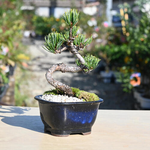 楽天市場】2024年11月撮影五葉松盆栽 本格 盆栽マツ まつ 吾妻 五葉松
