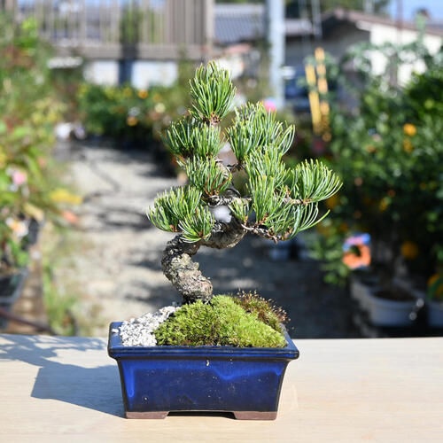 楽天市場】2024年11月撮影五葉松盆栽 本格 盆栽マツ まつ 吾妻 五葉松