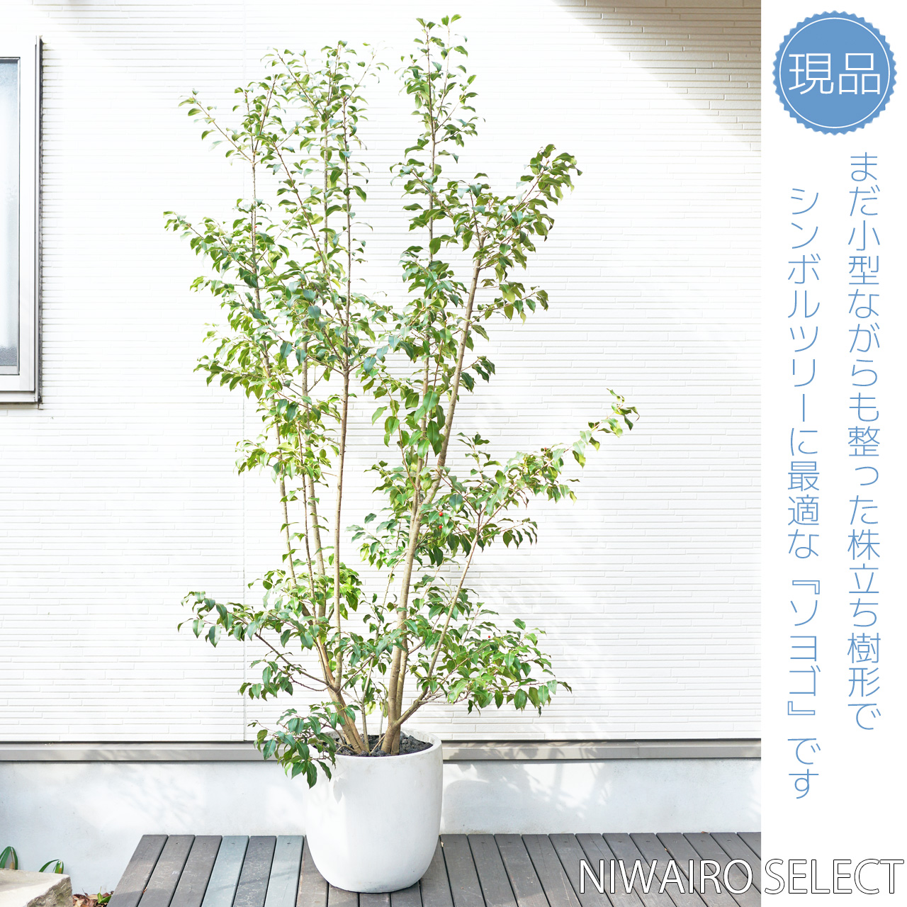 楽天市場】鉢植え【ソヨゴ】 自然樹形 株立ち 全高H≒210 × 枝張W