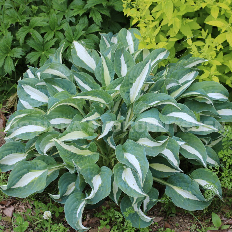 楽天市場】ギボウシ（ホスタ）'ピンナップ' : おぎはら植物園
