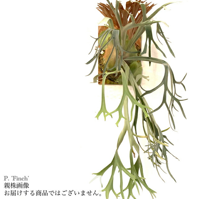 ビカクシダ ビーチー」の人気商品一覧 | 安い商品を通販サイトから探す