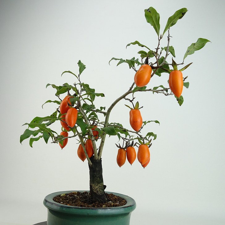 楽天市場】盆栽 老爺柿 日暮し 樹高 約25cm ろうやがき Diospyros