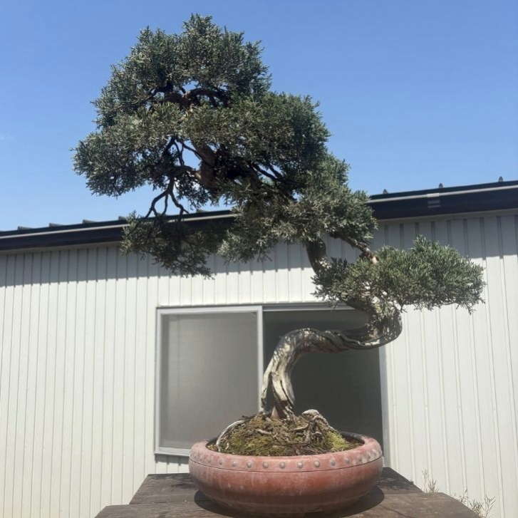 楽天市場】盆栽 真柏 樹高 約72cm しんぱく Juniperus chinensis
