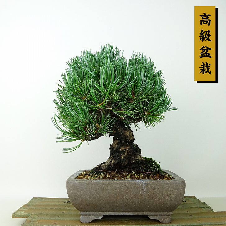 楽天市場】盆栽 松 五葉松 樹高 約19cm ごようまつ 高級盆栽 Pinus