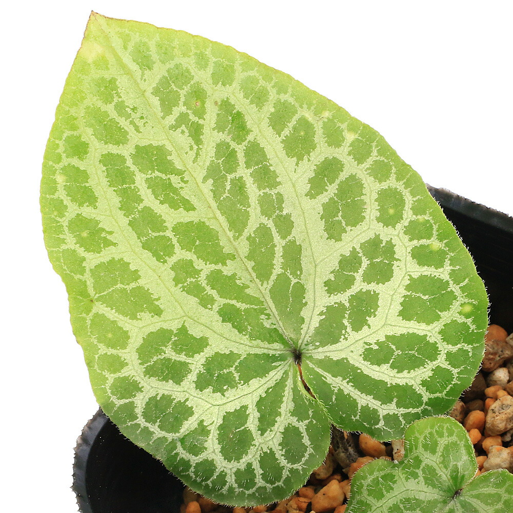 楽天市場】（山野草）カンアオイ（寒葵）アサルムsp．亀甲 ベトナム