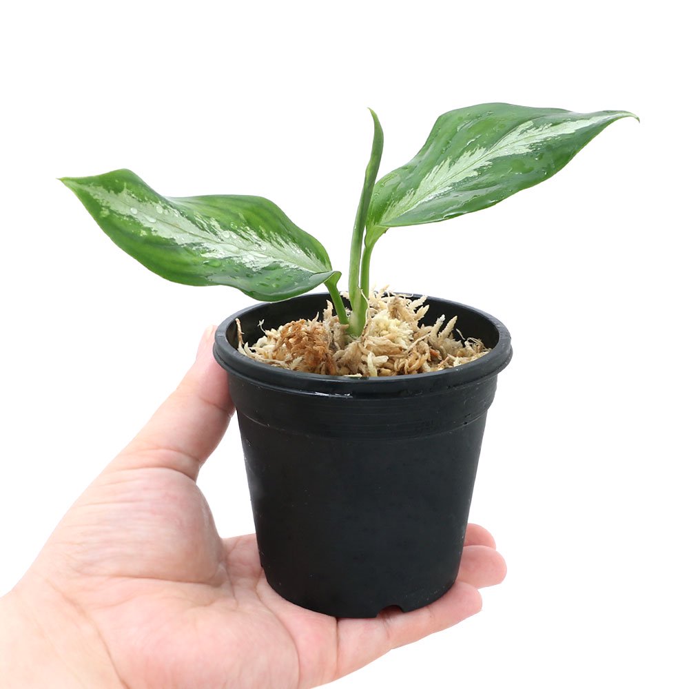 楽天市場】（テラリウム）アグラオネマ ピクタム 子株 産地記載なし