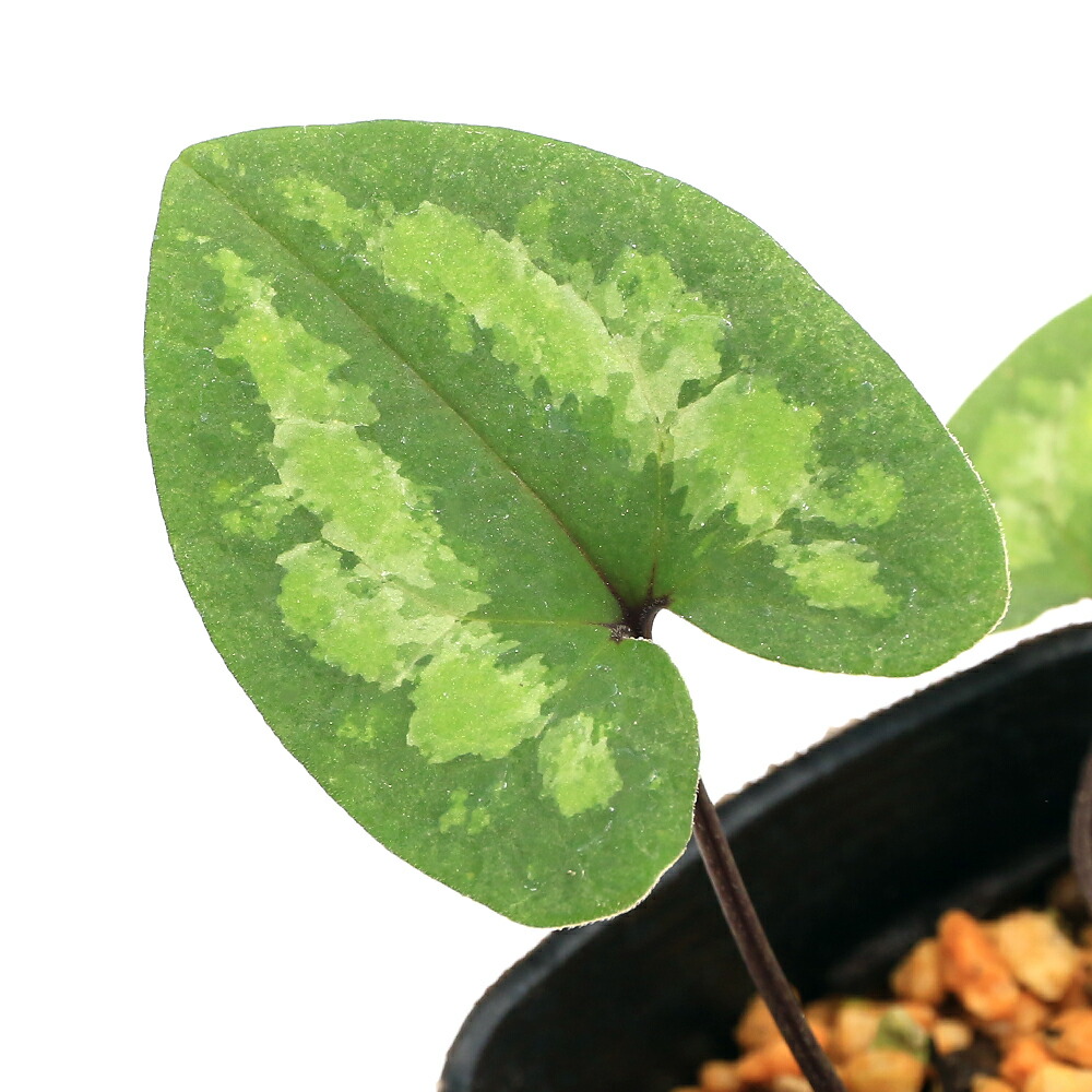 楽天市場】（山野草）カンアオイ（寒葵）八重咲イワタカンアオイ（磐田