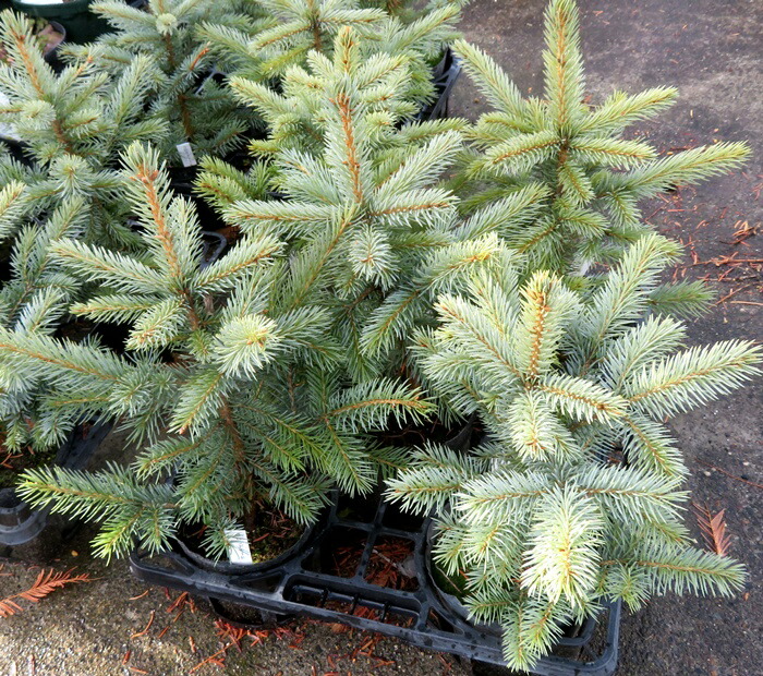 楽天市場】ピセア・プンゲンストウヒ「コロラドトーヒ」 苗木 4.5号