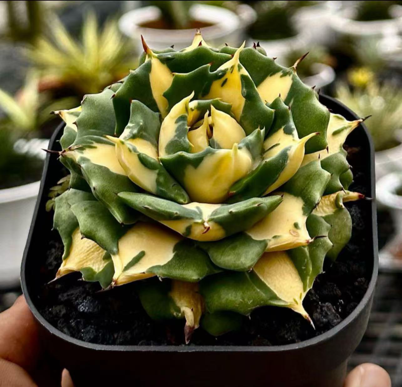 楽天市場】アガベ グリーン プラント 多肉植物 (王妃雷神 黄中斑锦）1