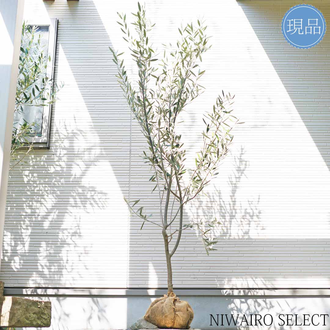 楽天市場】【オリーブの木】モライオロ 自然風樹形 樹高H≒170 × 枝張W