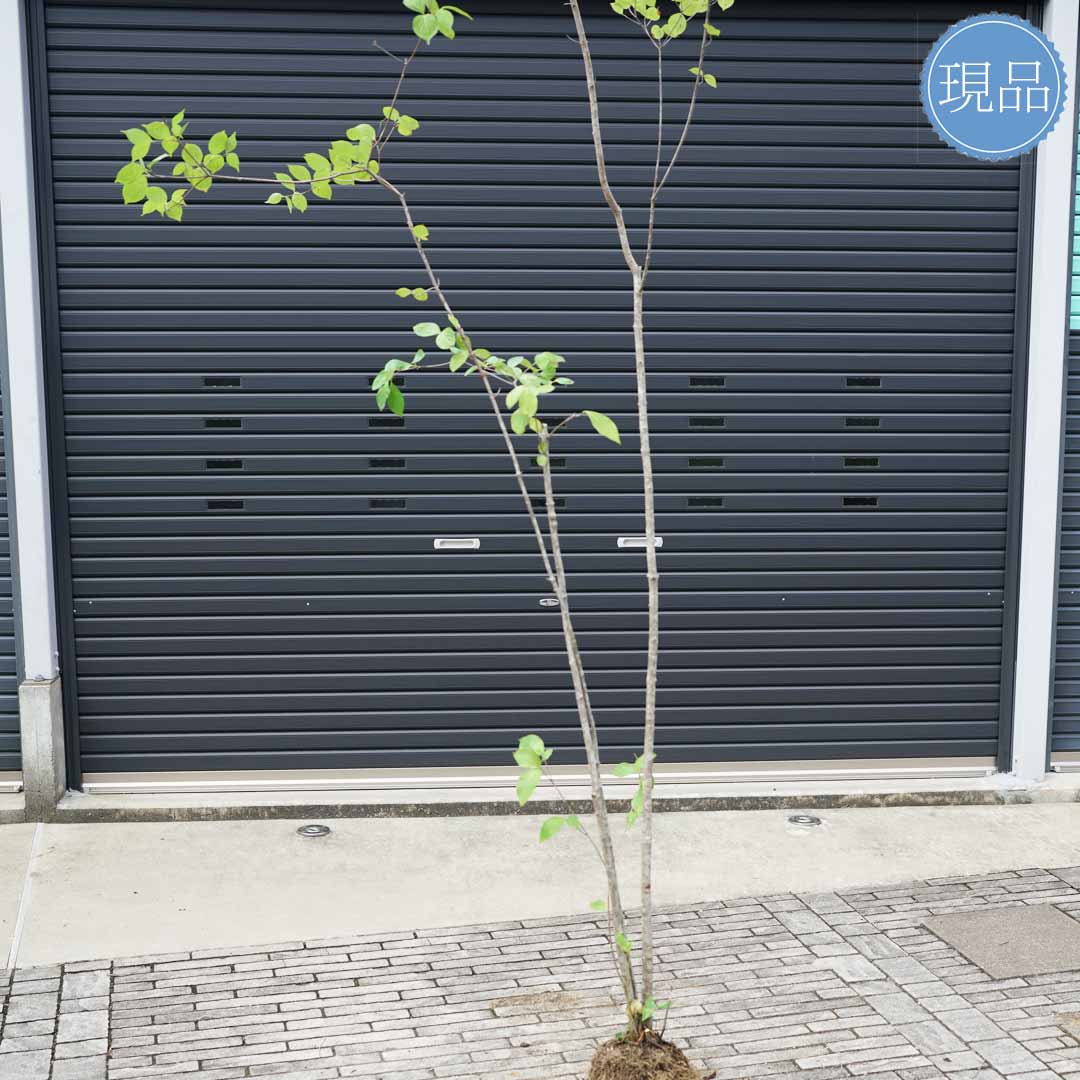 楽天市場】【現品】山採り【ヤマボウシ】山法師 株立ち 自然風樹形