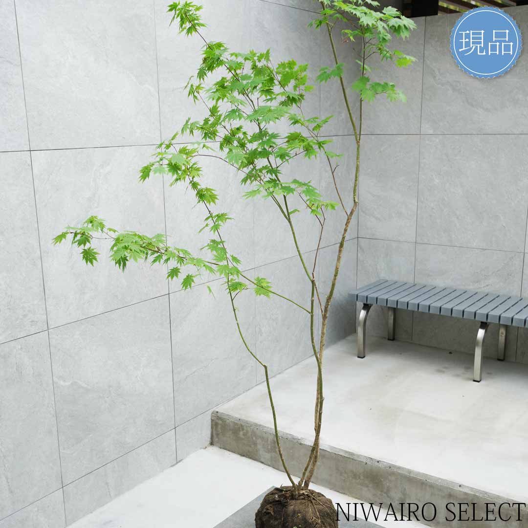 楽天市場】【現品】山採り【ヒナウチワカエデ】雛団扇楓 株立ち 自然風