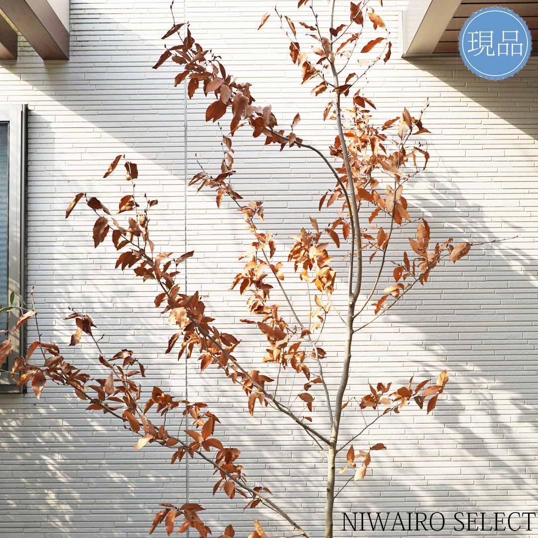 楽天市場】【現品】【ヤマコウバシ】山香ばし 自然風樹形 樹高H≒285