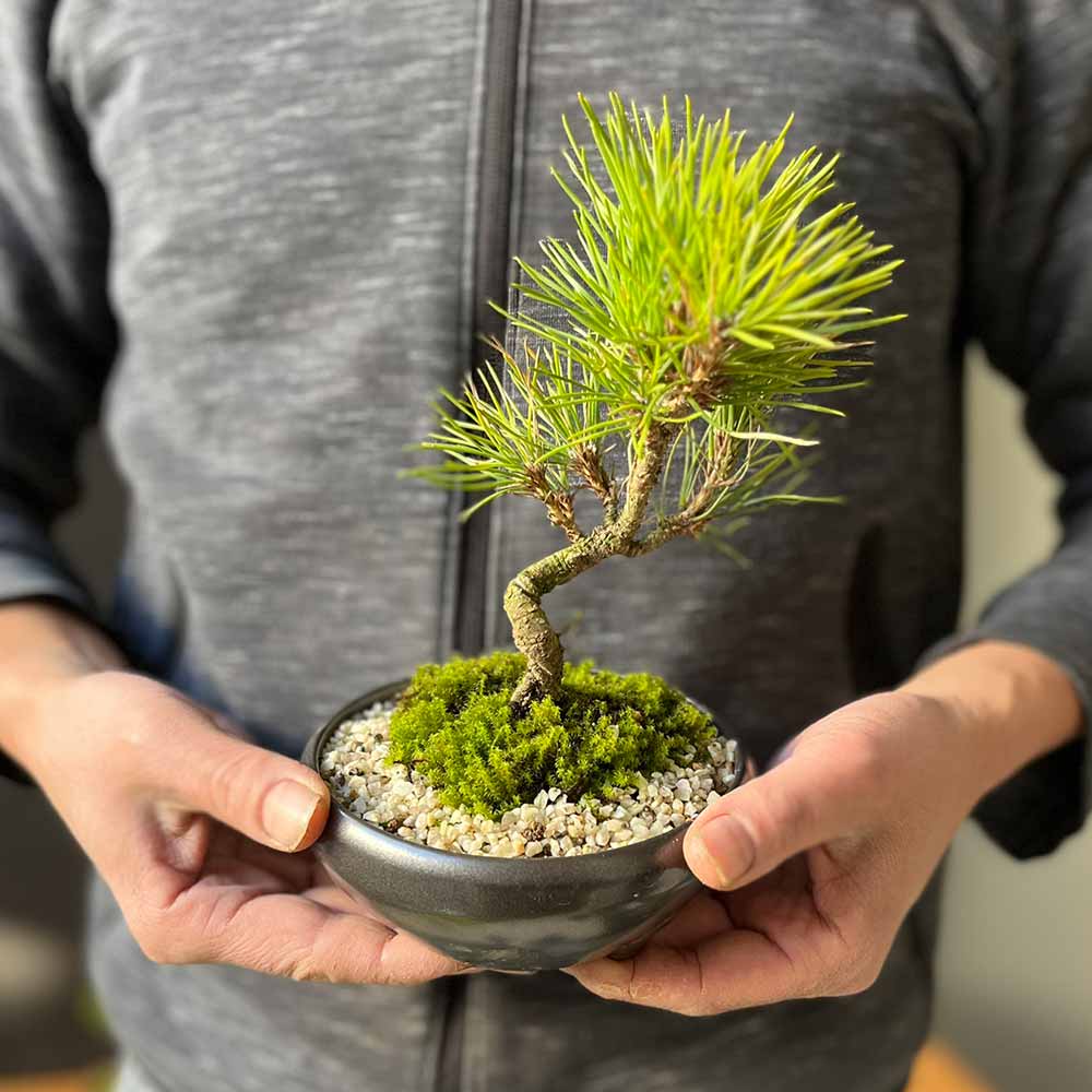 楽天市場】盆栽 黒松 くろまつ 盆栽 万古黒鉢 ぼんさい ボンサイ 松