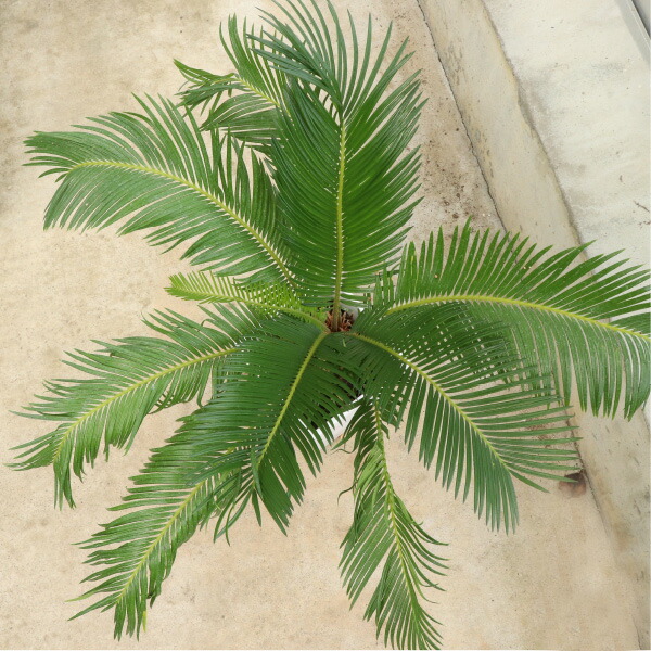 楽天市場】ソテツ 6号鉢 観葉植物 室内 大型 インテリア おしゃれ