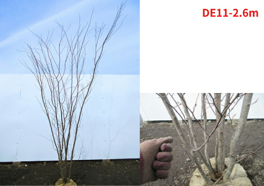 楽天市場】【現品発送】アカシデ(アカメソロ) 株立ち 樹高2.5-2.7m(根