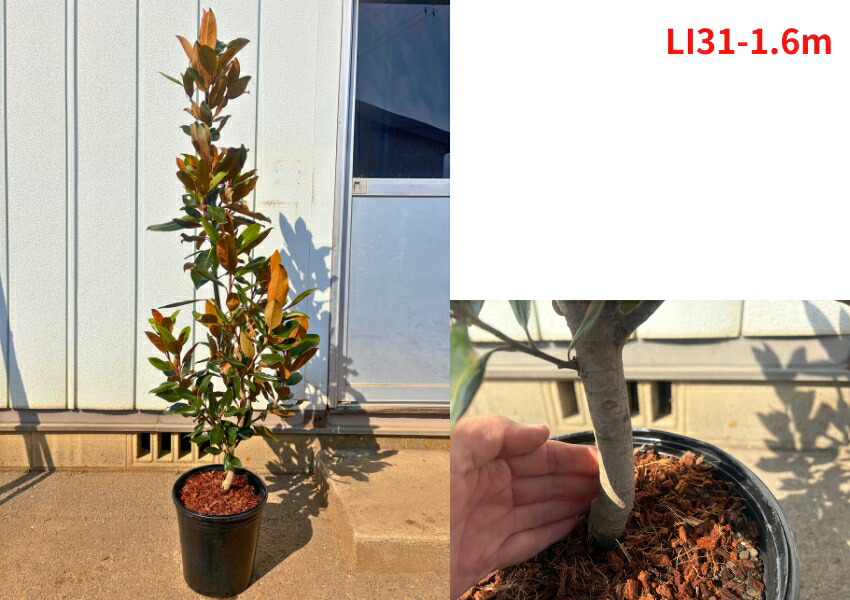 楽天市場】【現品発送】タイサンボク リトルジェム 樹高1.5-1.8m(鉢底