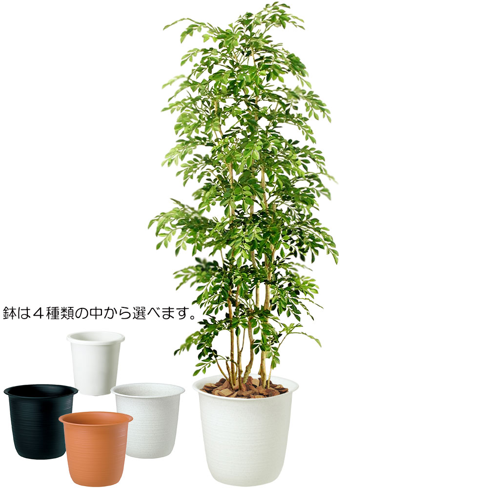 楽天市場】フェイクグリーン 大型 おしゃれ 人気 リアル おすすめ