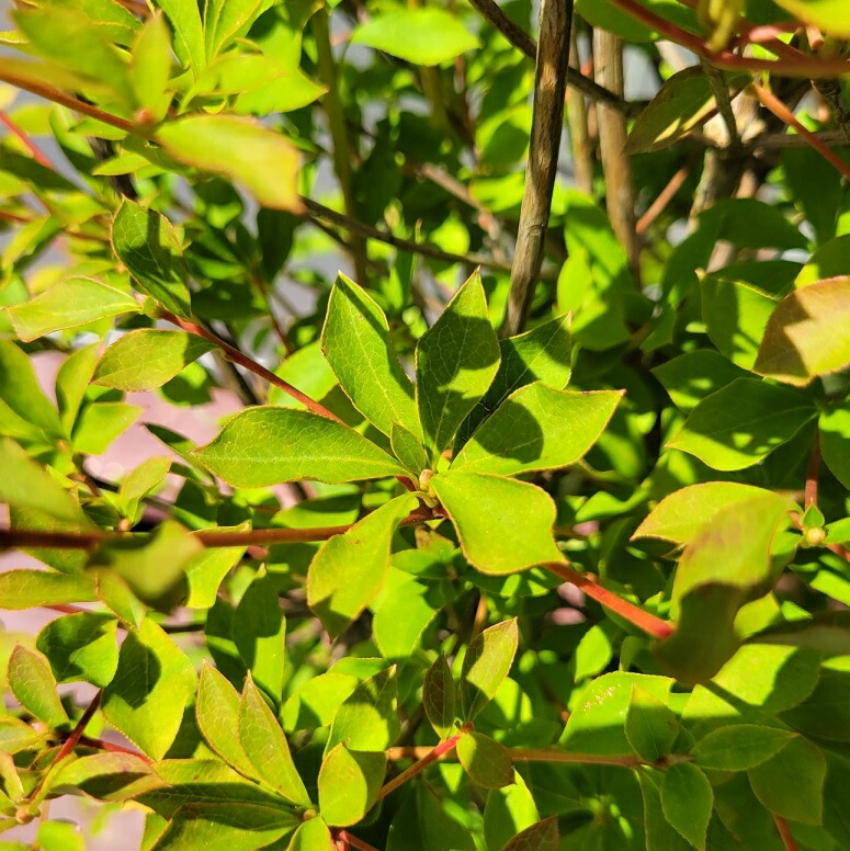 楽天市場】50cm 生垣 庭木 落葉樹 つつじ 植木【ドウダンツツジ 樹高