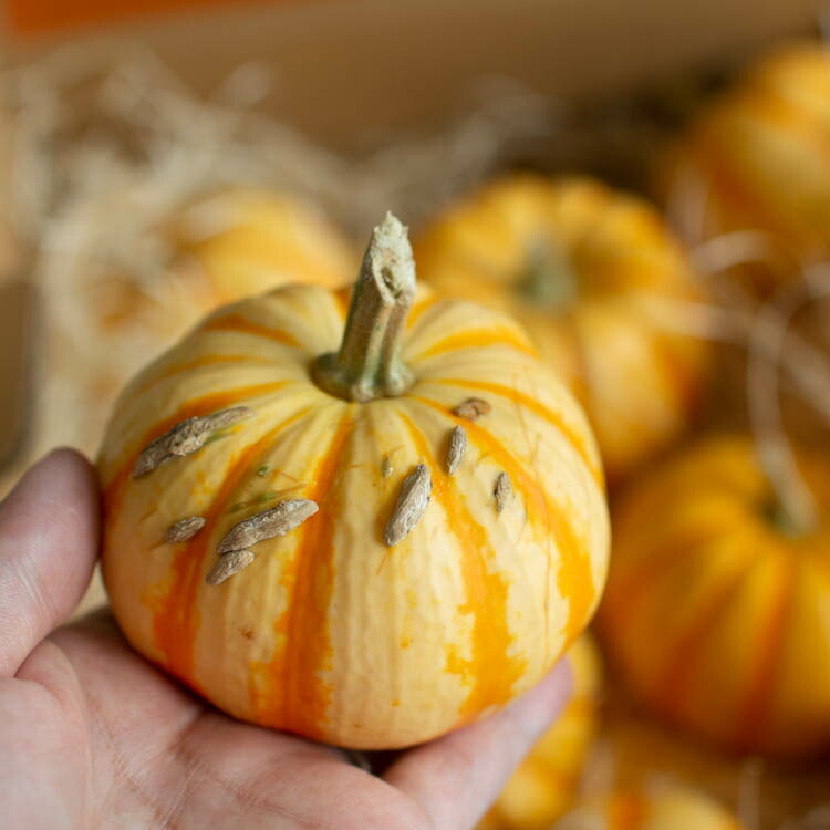 楽天市場】ハロウィン用 本物 生カボチャ 鑑賞用『プッチーニ(直径約7