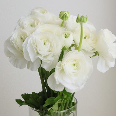 楽天市場】ラナンキュラス 切花の通販