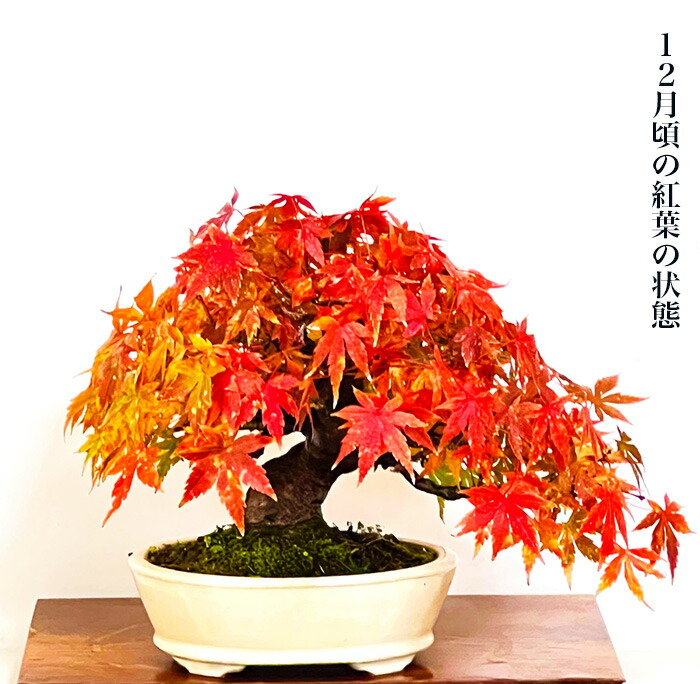 楽天市場】盆栽 山もみじ 現品お届け 一点もの 樹齢40年 曲幹 太幹