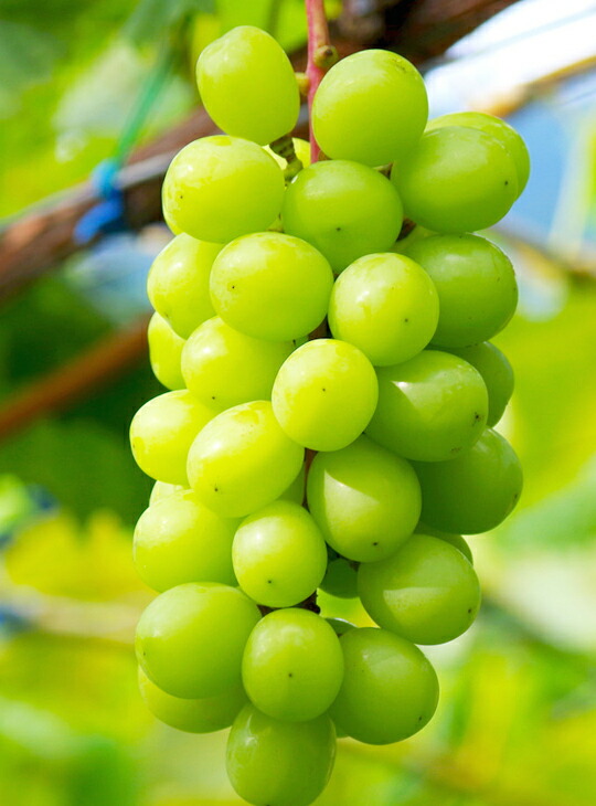 楽天市場】ぶどう 苗木 【シャインマスカット ［登録品種］】 3年生