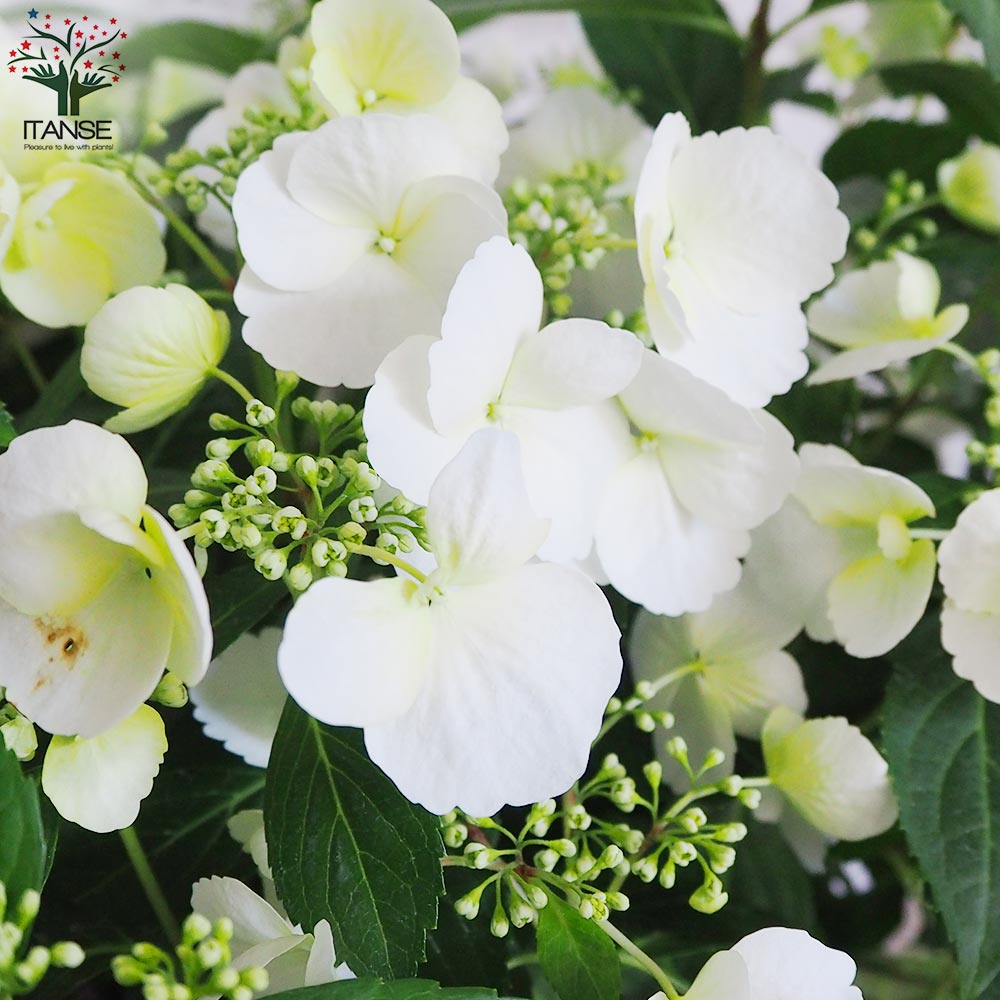 楽天市場】【送料無料】アジサイ ラグランジア ブライダルシャワー