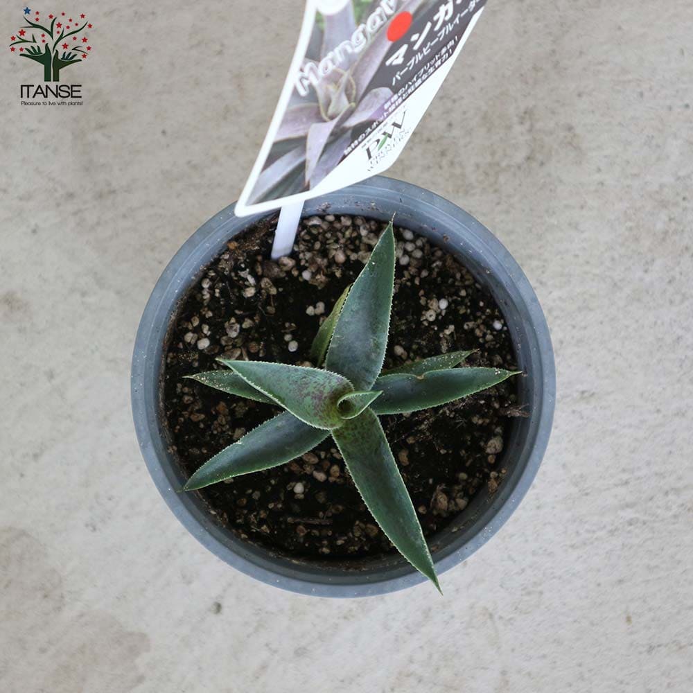 楽天市場】【送料無料】マンガベ パープルピープルイーター 多肉植物