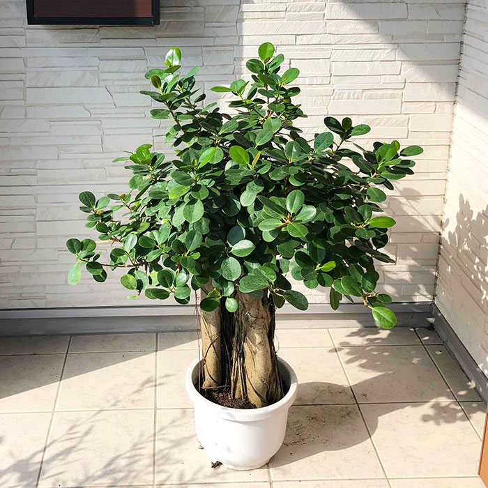 楽天市場】【パンダガジュマル 10号サイズ】パンダ ガジュマル 観葉