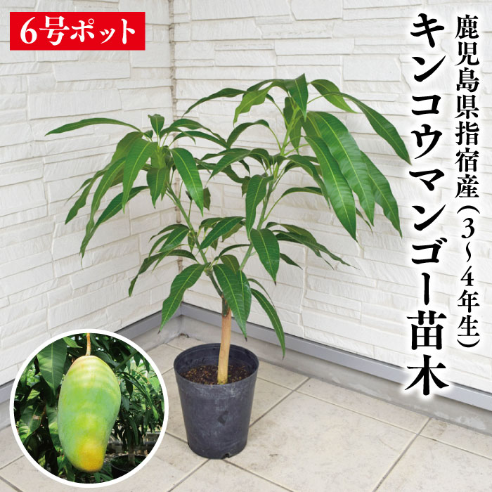楽天市場】☆希少☆レア☆数量限定☆【キンコウマンゴー苗木1本 3〜4