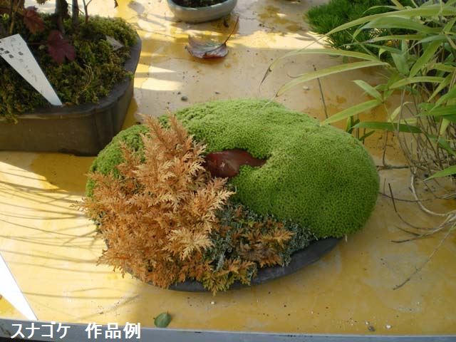 楽天市場】【京の苔】スナゴケ 10枚 大トレー (サイズ:59cm×39cm