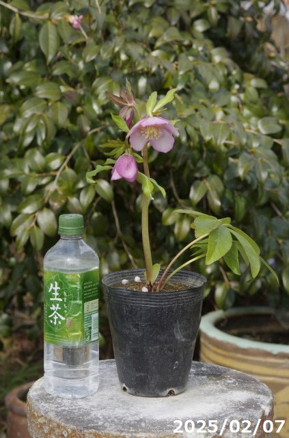 楽天市場】【現品No.9859】クリスマスローズ開花株 野田園芸 ピンク