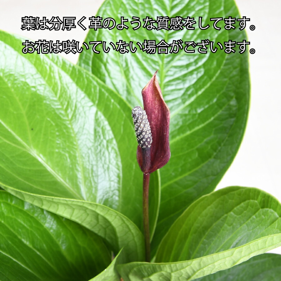楽天市場】観葉植物 アンスリウム ジェンマニー 5号 鉢植え ジェンマニ