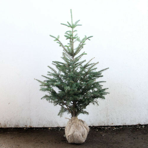 楽天市場】もみの木の通販