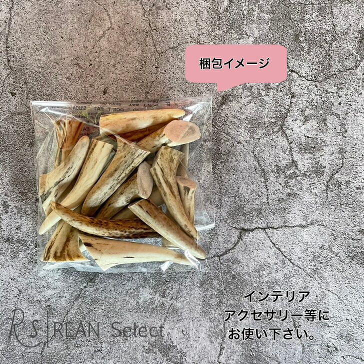 楽天市場】【スーパーSALE限定！最大50％OFFクーポン】鹿の角 5cm前後