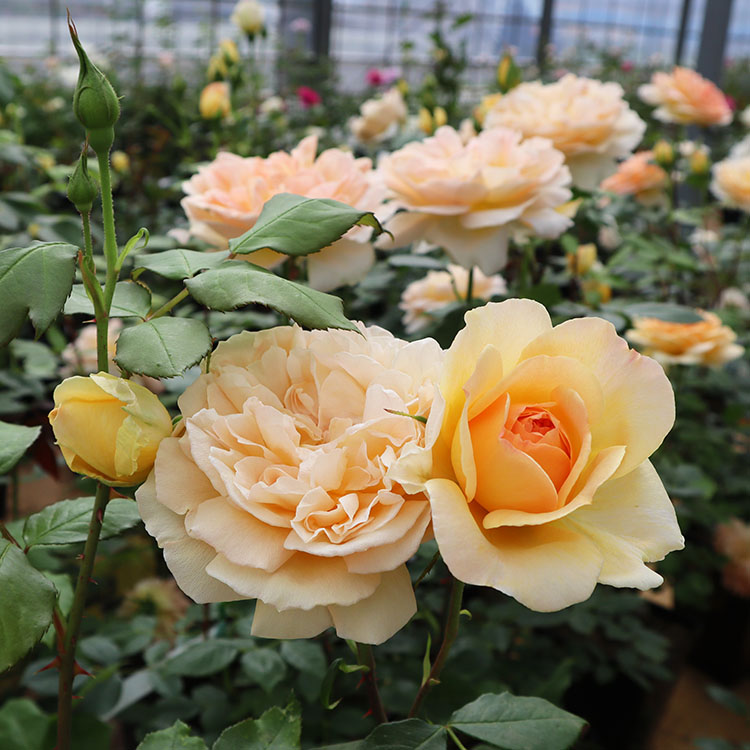 楽天市場】バラ苗 【フロンティア】 (新苗植え替え) ハイブリッド