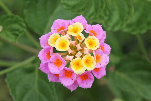 楽天市場】ランタナ 苗（ガーデニング・農業｜花・ガーデン・DIY）の通販