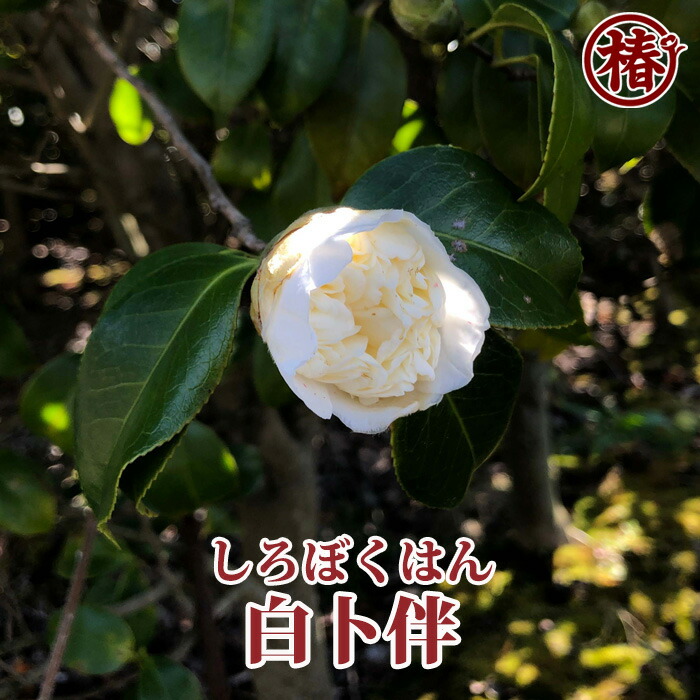 楽天市場】白卜伴・しろぼくはん15cmポット挿木苗【椿 つばき ツバキ
