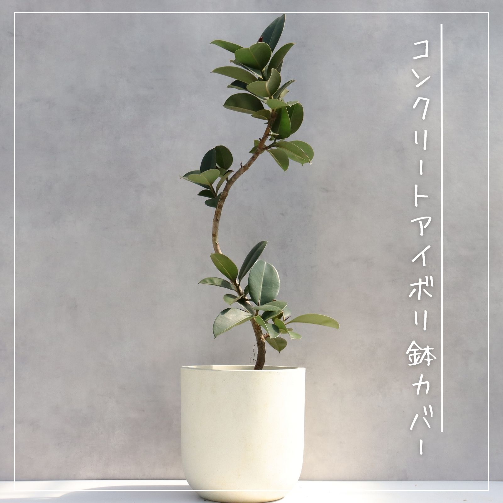 楽天市場】【鹿児島県指宿産】 フィカス ソフィア 曲がり 仕立て 7号