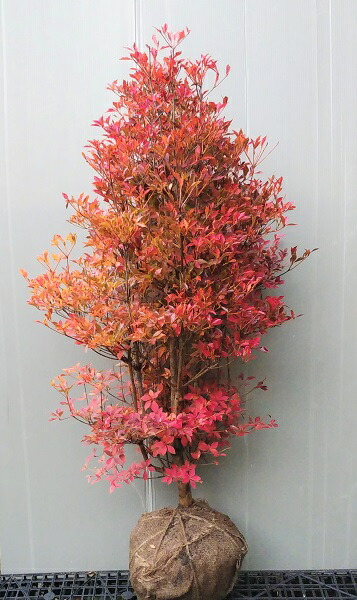 楽天市場】【ドウダンツツジ】樹高1.1m前後 根巻き苗 どうだんつつじ