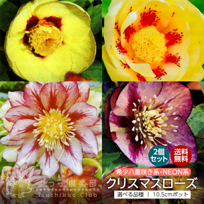 楽天市場】希少 クリスマスローズ 『 ネオン系 ・ ゴールド系