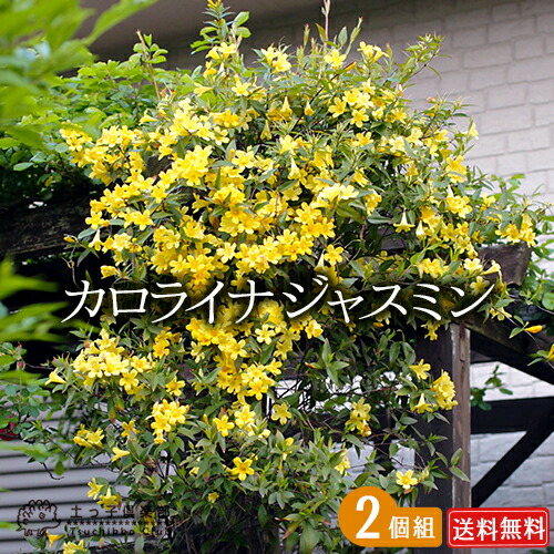 楽天市場】カロライナジャスミン 10.5cmポット苗 【 送料無料 】 【 2