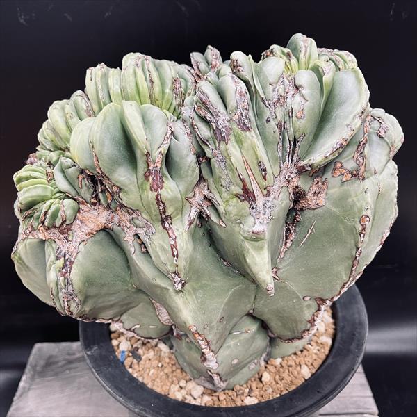 楽天市場】サボテン：アストロフィツム 碧瑠璃鸞鳳玉綴化*幅28cm